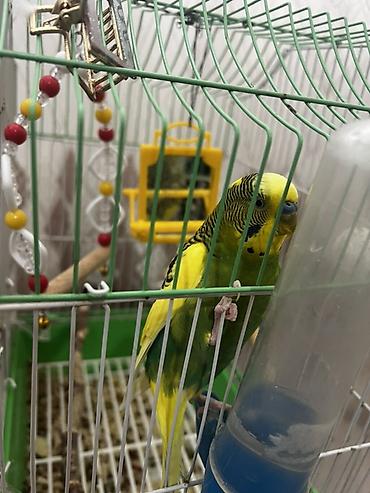 Qəfəslər: Salam Şəkillərdəki kimi tam komplekt: qəfəs + 2 yemlik + su qabı + 2 — 6