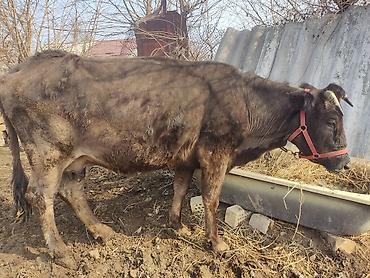 Коровы, быки: Продаю | Корова (самка) | Для молока | Привязанные — 8