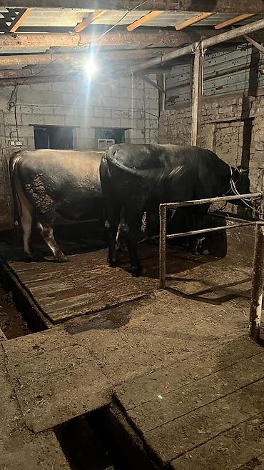 Коровы, быки: Продаю | Бык (самец) — 1