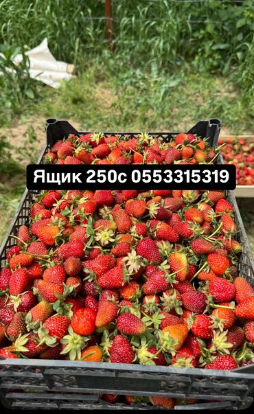 куплю чеснок оптом: Клубника Альбион, Оптом