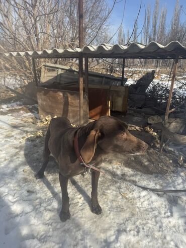 собака талас: Курцхаар, 5 лет, Самка