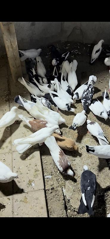 mops qiymeti: Salam Aleykum qərdeşdər kim özünə seçilmə yaxçı heyvan istiyirsə əlaqə — 2