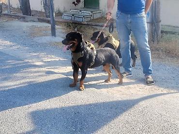 rotveli: Rotveyler, 2 il, Erkək, Peyvəndli, Ünvandan götürmə — 5