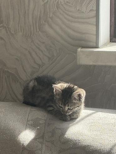Продажа кошек: Котёнок тигрового окраса - Милый короткошёрстный котёнок с чётким — 3
