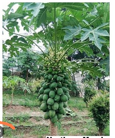 görüş ağacı: Papaya ağacları satılır .20 manatdan 60 manata kimi