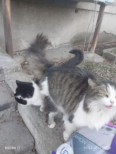 Отдам даром кошку: Пушистые кошки — двое очаровательных домашних любимцев - Породы/тип — 3