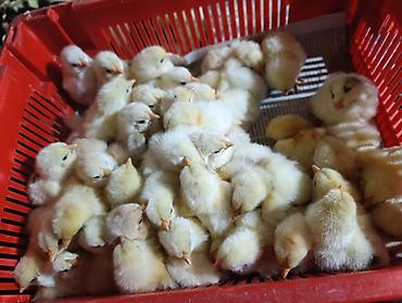 Cücələr: Salam herkese bayraminiz mubarek _xarkov qənbəri_ lider55_ sereblis _ — 23