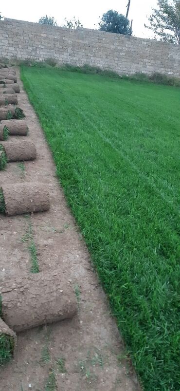 Toxumlar: Qazon sifarişi qəbul olunur yüksək keyfiyyətli danimarka toxumu ilə -da lalafo.az — 14 Toxumlar: Qazon sifarişi qəbul olunur yüksək keyfiyyətli danimarka toxumu ilə — 14