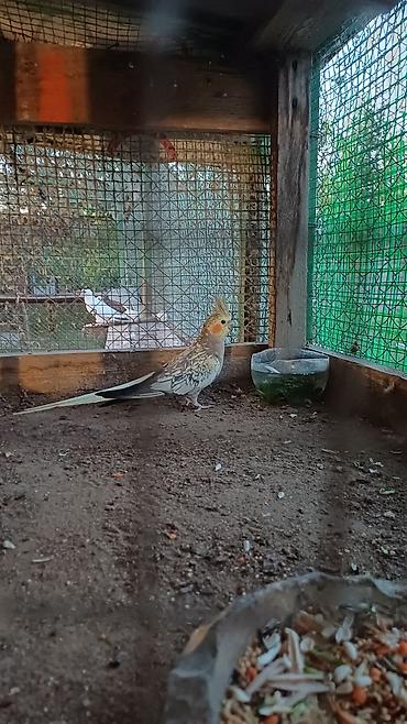 qəfes: Nymph paraket (Cockatiel) – sarı-boz rəngli, yanaqlarında narıncı — 4