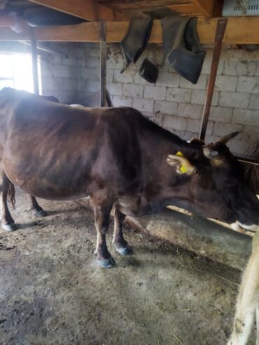 быки каровы: Продаю | Корова (самка) | Алатауская | Для молока