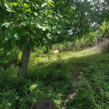 Torpaq sahələrinin satışı: 10 sot, Tikinti, Mülkiyyətçi, Kupça (Çıxarış) — 12