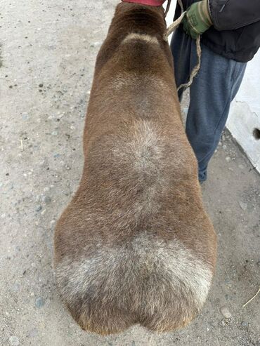 Бараны, овцы: Продаю | Баран (самец) | Полукровка | Для разведения | Осеменитель — 7