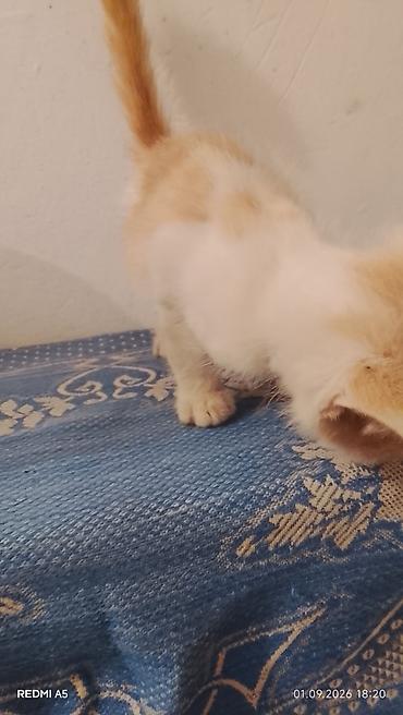 вет: Котёнок рыже-белого окраса - Домашний короткошёрстный котёнок с ярким — 3
