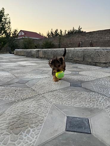 doyus itleri: Yorkşir teryer, 2 ay, Erkək, Peyvəndli, Ödənişli çatdırılma — 2