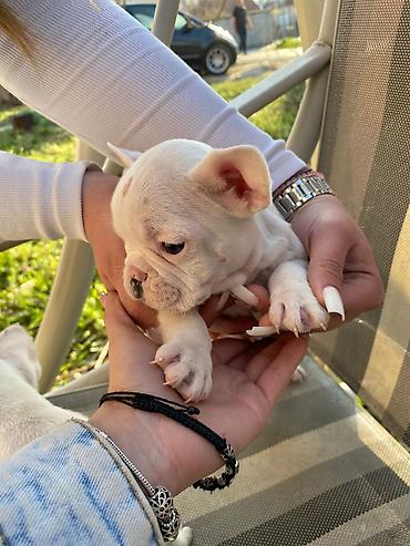 Psi: 🔥 TOP FRANCUSKI BULDOG ŠTENCI 🔥 Na prodaju vrhunski štenci francuskog — 15