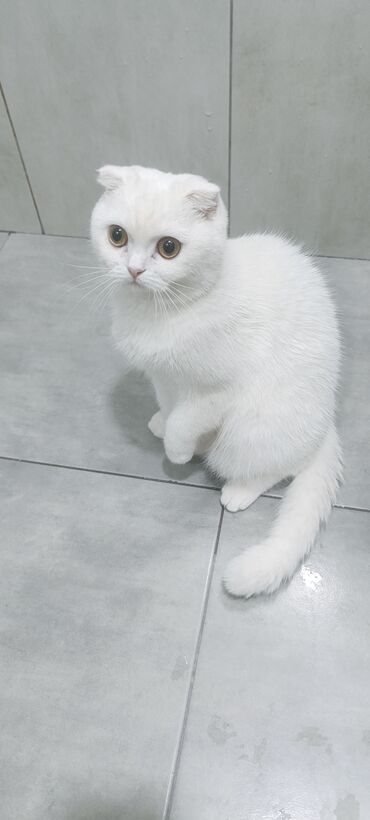 Pişiklər: Şotland, Dişi, Yaxşı əllərə, Ünvandan götürmə, Rayonlara çatdırılma, Pulsuz çatdırılma — 2