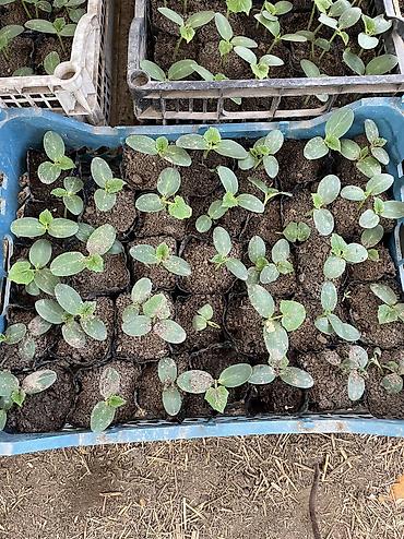 Перец: Рассада 
Помидор 
Огурцы 
Перец 
Баклажан 
И многое другое обращайтесь — 6