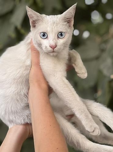рыжая сибирская кошка: Отдам даром. Котёнок с голубыми глазами, девочка. 5 месяцев Идеально — 3