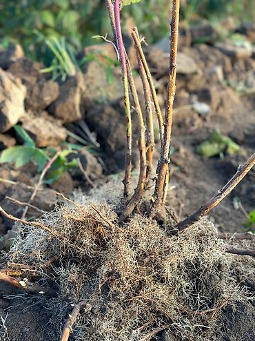 кочмо душ бишкек: Саженцы малины Полана – на осень под заказ 🌱 Принимаем заказы на — 10