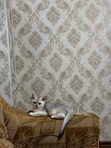 котята британские: Продам котенка чистокровный британский серебристый шиншилла привитый с