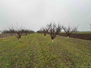 Prodaja zemljišta: Plac Ugrinovci centar, 110 ari + voćnjak Uknjižen 1/1 na ime vlasnika — 5