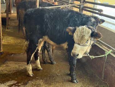 Коровы, быки: Продаю | Музоо, торпок | На откорм | Привязанные — 10