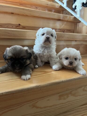 pulsuz itler verilir: Pekines, 1 ay, Erkek
