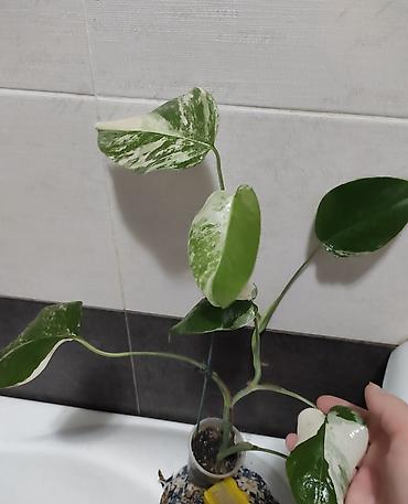 Монстеры: Монстера Альба Монстера Тайское Созвездие, черенки и взрослые цены — 3