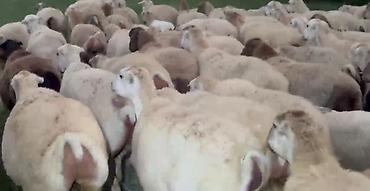 toyuq ucuz qiymete: Dişi, il: 1, Damazlıq, Pulsuz çatdırılma — 6