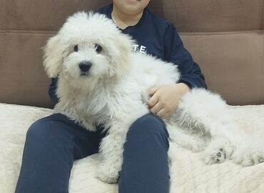 lalafo.az heyvanlar itler: Pudel, 5 ay, Erkek, Peyvəndli, Ünvandan götürmə