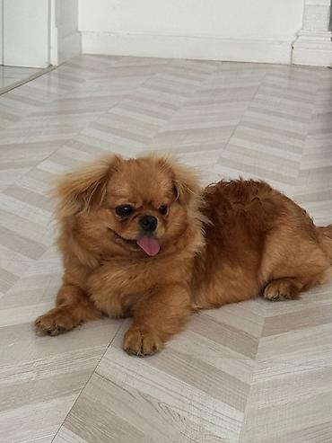pisikli oyunlar: Pekines, 7 ay, Erkək, Peyvəndli — 1