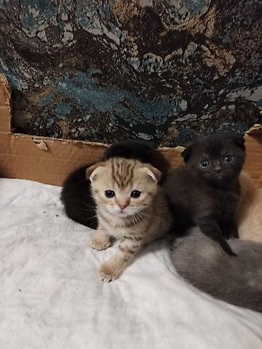 Pişiklər: Britan, Erkək, Dişi, Yaxşı əllərə, Ünvandan götürmə, Pulsuz çatdırılma, Ödənişli çatdırılma — 7