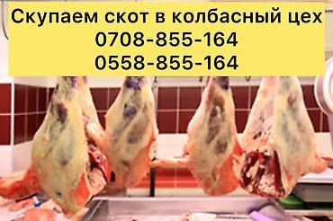мяса оптом: Частное лицо, Колбасный цех : Коровы, быки, Лошади, кони, | Круглосуточно, Любое состояние, Забитый — 4