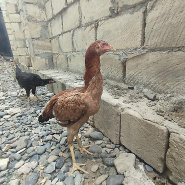etlik inek cinsleri: (Birincisi.Masallah)Allahin salamı olsun,Heyvan tecili satılır fərqdir — 1