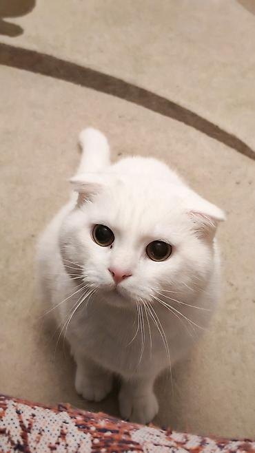 Кошки: Cütleşdirilir Erkek Scottish Fold 1 yaş 2 aylıqdı — 2