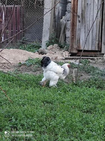 жожо брама: Продам обмен есть на 🐓 брама чистый