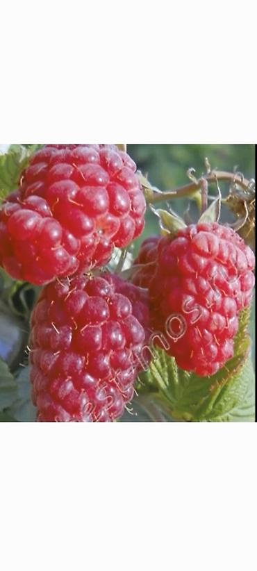 Малина: Саженцы. Питомник. Малина Новый сорт. Ягоды крупные, саженцы тоже — 8