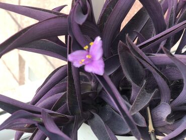 Otaq bitkiləri: Комнатные растения Крестовник — крупные и мини-растения Каменный — 20