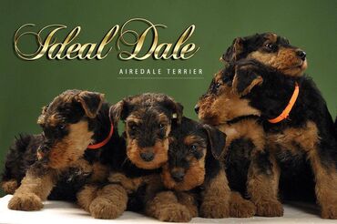 Životinje: Odgajivacnica Ideal Dale koja se bavi odgojem pasa rase Erdel Terijer