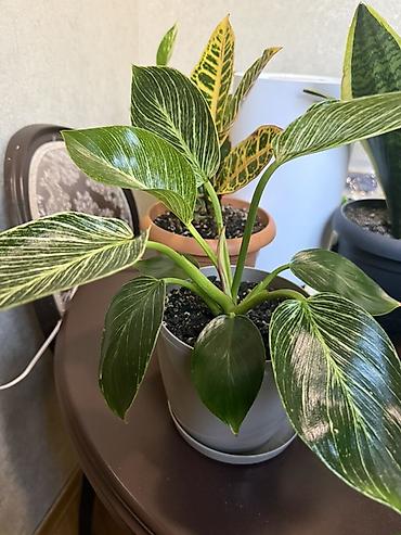 bitki: Philodendron Birkin - Növ: Aroid ailəsi, Philodendron “Birkin” - — 2
