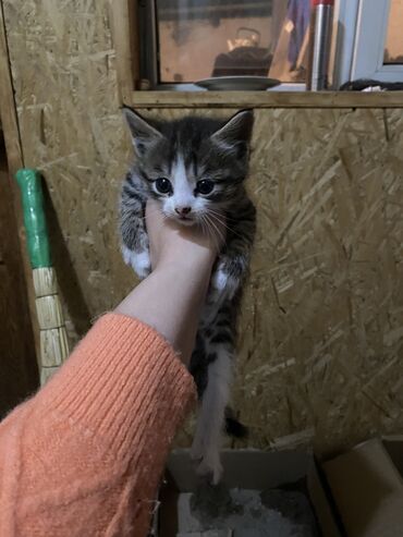 сиамская вислоухая кошка: Отдам котика мальчик в добрые руки ручной к лотку приучен Мать