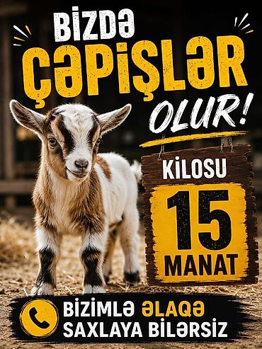 hələp keciləri: Keçilər, çəpişlər — 1