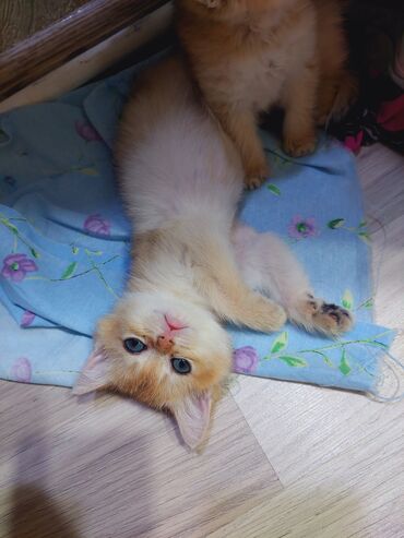 Pişiklər: Qızıl şinşilla, Erkək, Dişi, Yaxşı əllərə, Ünvandan götürmə -da lalafo.az — 13 Pişiklər: Qızıl şinşilla, Erkək, Dişi, Yaxşı əllərə, Ünvandan götürmə — 13