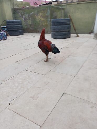 Xoruzlar: Salam qiymət 40 manatdan basdyir 70 4 dənə xoruz 11 ayliqdi biri 1 — 2