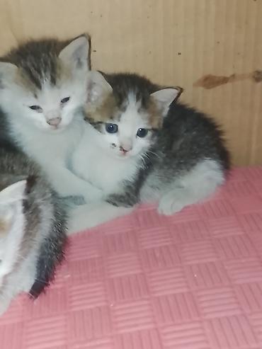котята бесплатно: Котята даром. очень ласковые и красивые — 1