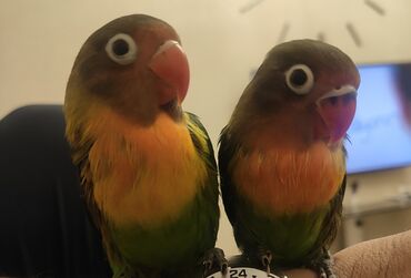 pişik ucun canta: Məhsul: Agapornis (Lovebird) cütü – maskalı/halqali gözlü növ Təsvir