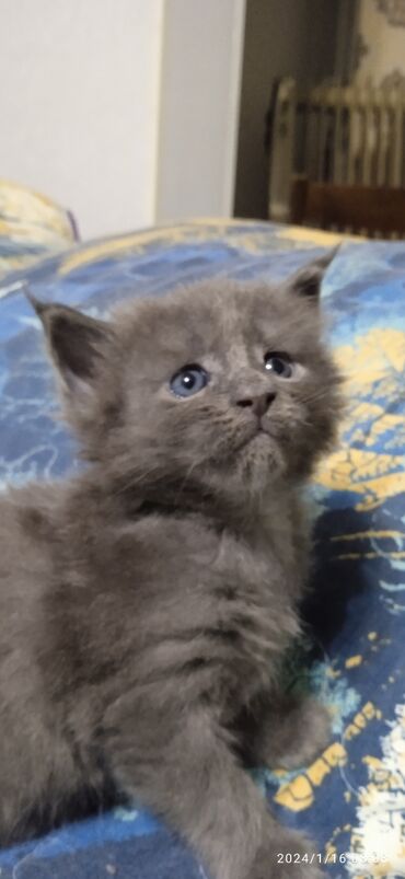 британские голубые котята купить: Мейн-Куны!!! Мини питомник Шикарные,чистокровные котята от элитных