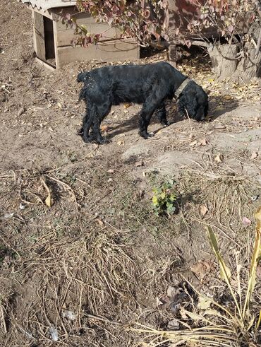 продажа щенков немецкой овчарки в бишкеке с документами: Спаниель, 5 жаштан жогору, Эркек