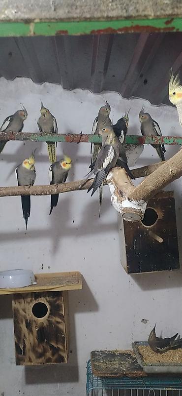 korella qus: Nimfa (Cockatiel) tutuquşuları – müxtəlif rənglərdə populyasiya - — 4