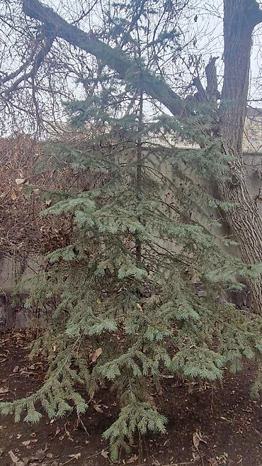 Другие товары для дома и сада: Продаю деревья Орех 5шт. Многолетние, по 40лет и более. Под само-спил — 8